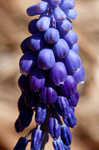 Common grape hyacinth
